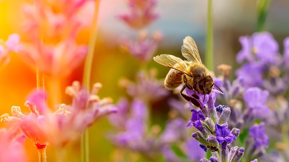 Energieversorgung Gera